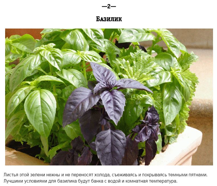 Продукты, которые нельзя хранить в холодильнике