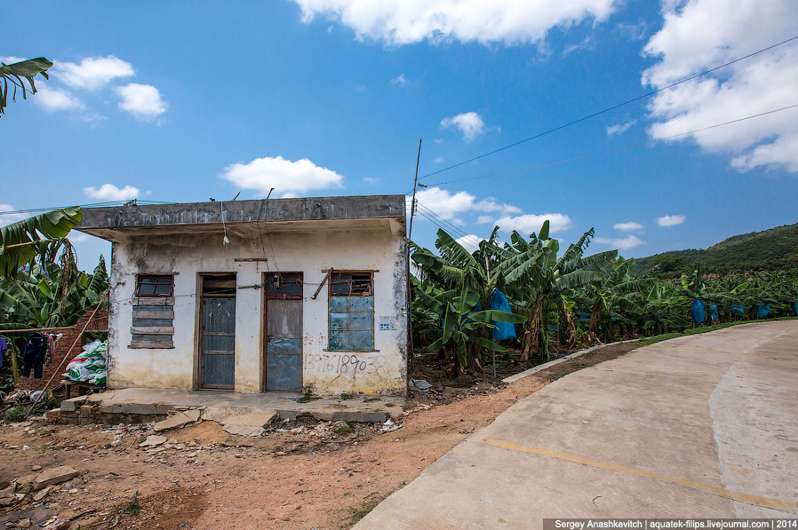 Как растут бананы