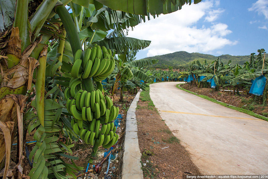 Как растут бананы