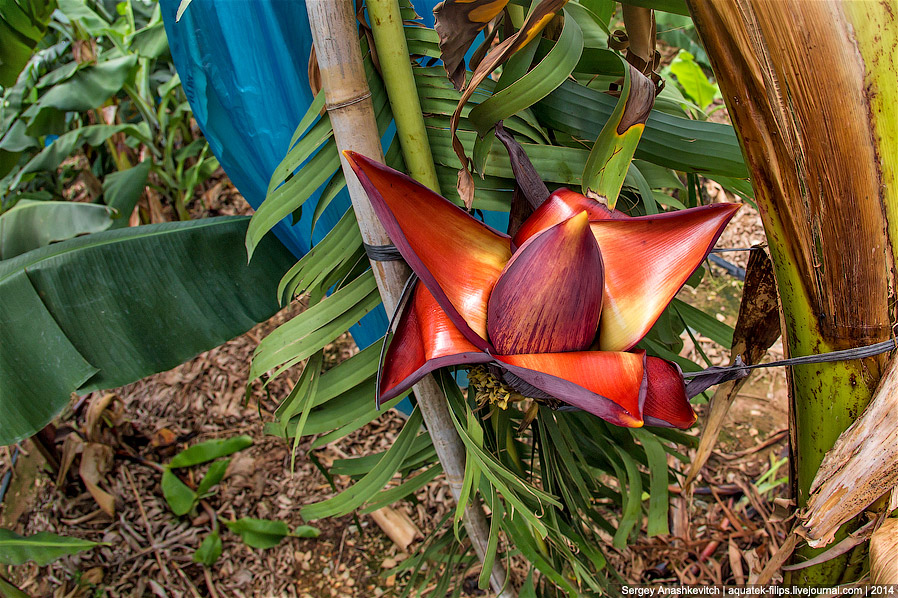 Как растут бананы