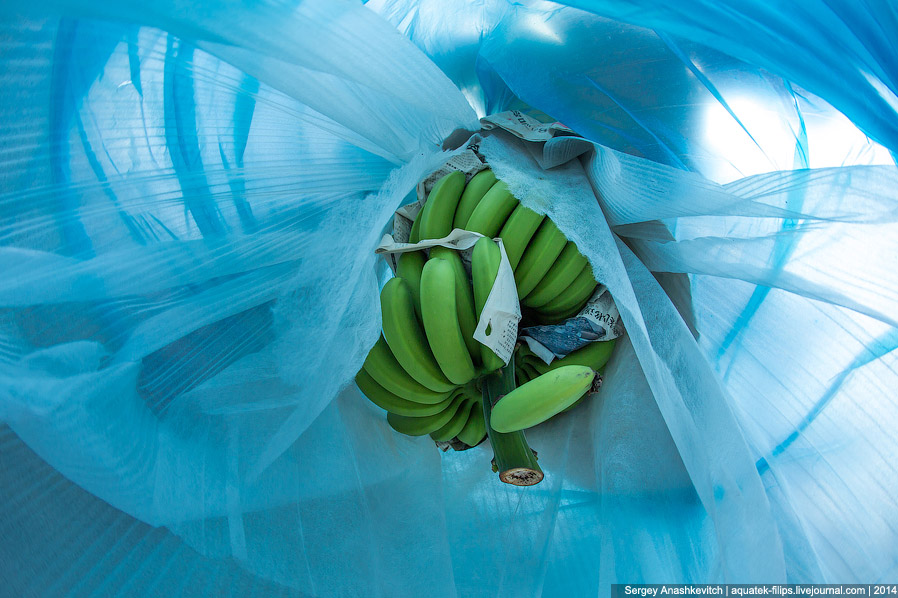 Как растут бананы