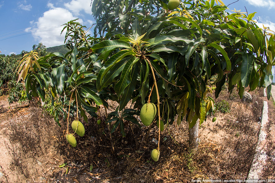 Как растут бананы