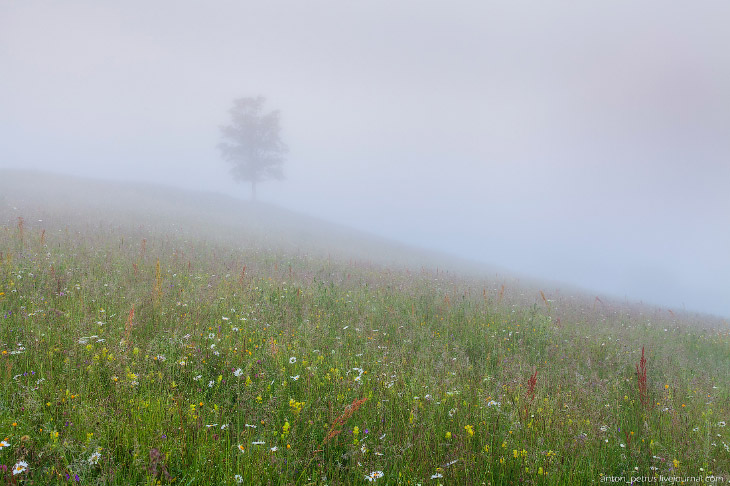 Туманы в Карпатах
