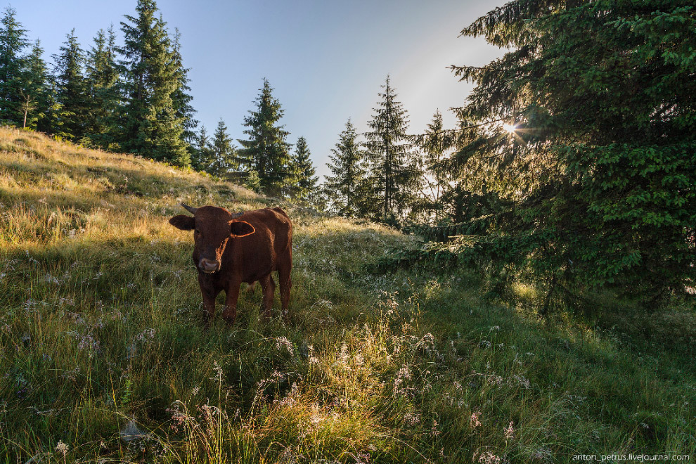 Туманы в Карпатах