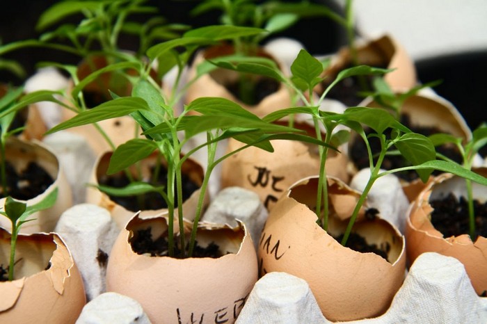 Пятерка бесполезных советов для садоводов Пятерка бесполезных советов для садоводов