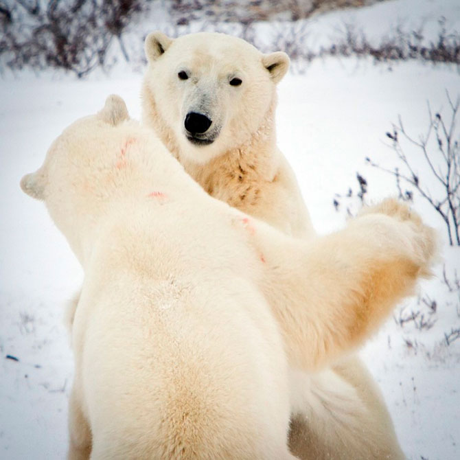 Факты о белых медведях, которые должны знать все Факты о белых медведях, которые должны знать все