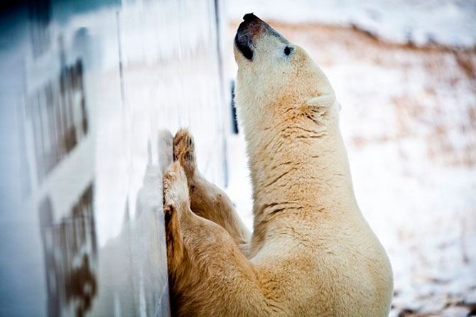 Факты о белых медведях, которые должны знать все Факты о белых медведях, которые должны знать все