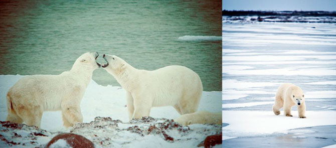 Факты о белых медведях, которые должны знать все Факты о белых медведях, которые должны знать все