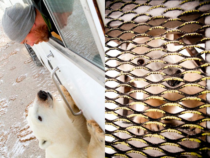 Факты о белых медведях, которые должны знать все Факты о белых медведях, которые должны знать все