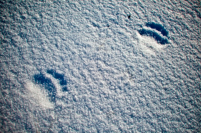 Факты о белых медведях, которые должны знать все Факты о белых медведях, которые должны знать все