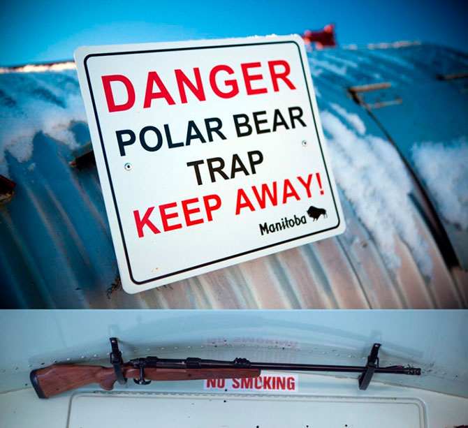 Факты о белых медведях, которые должны знать все Факты о белых медведях, которые должны знать все