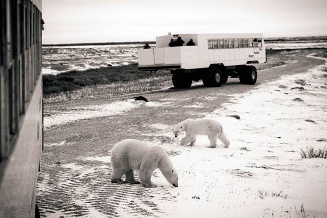 Факты о белых медведях, которые должны знать все Факты о белых медведях, которые должны знать все