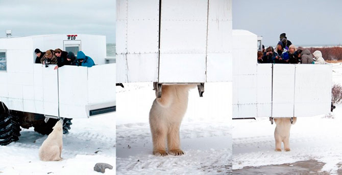 Факты о белых медведях, которые должны знать все Факты о белых медведях, которые должны знать все