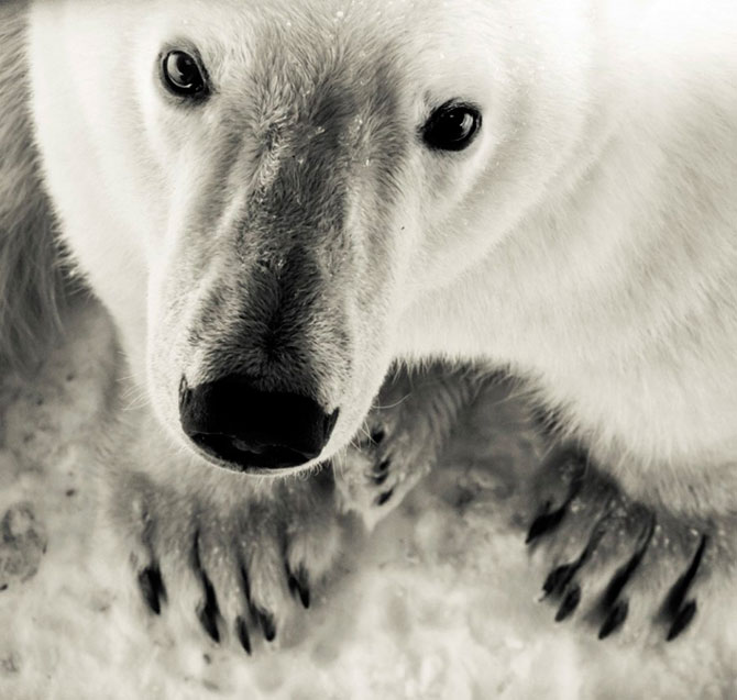 Факты о белых медведях, которые должны знать все Факты о белых медведях, которые должны знать все
