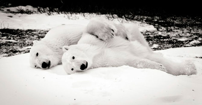 Факты о белых медведях, которые должны знать все Факты о белых медведях, которые должны знать все