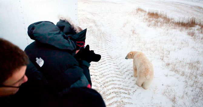 Факты о белых медведях, которые должны знать все Факты о белых медведях, которые должны знать все