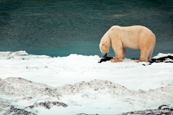 Факты о белых медведях, которые должны знать все Факты о белых медведях, которые должны знать все