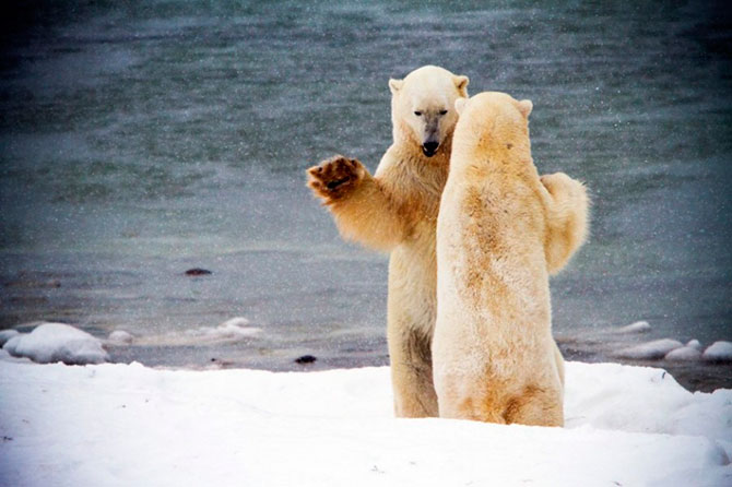 Факты о белых медведях, которые должны знать все Факты о белых медведях, которые должны знать все
