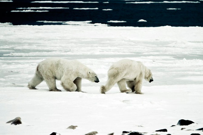 Факты о белых медведях, которые должны знать все Факты о белых медведях, которые должны знать все