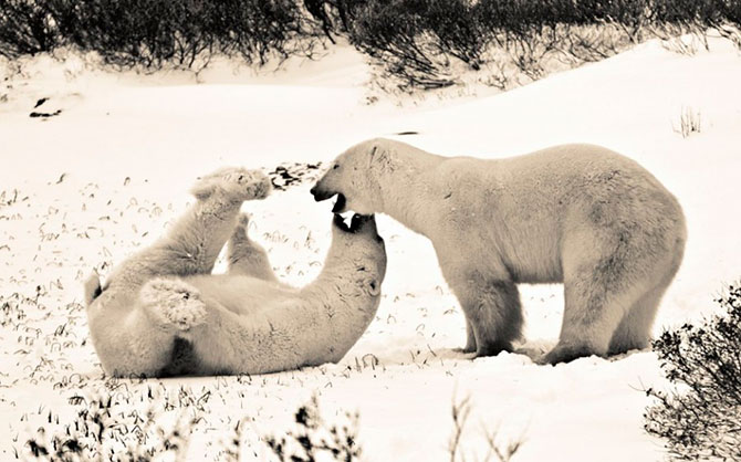 Факты о белых медведях, которые должны знать все Факты о белых медведях, которые должны знать все