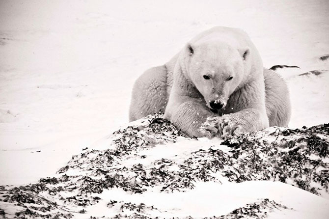 Факты о белых медведях, которые должны знать все Факты о белых медведях, которые должны знать все
