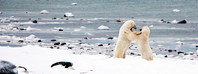 Факты о белых медведях, которые должны знать все Факты о белых медведях, которые должны знать все