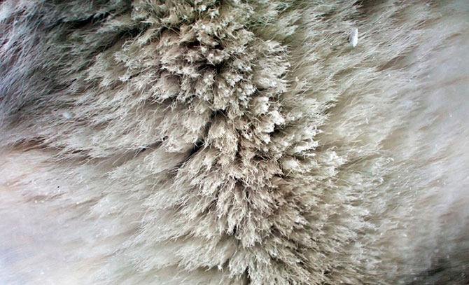 Факты о белых медведях, которые должны знать все Факты о белых медведях, которые должны знать все