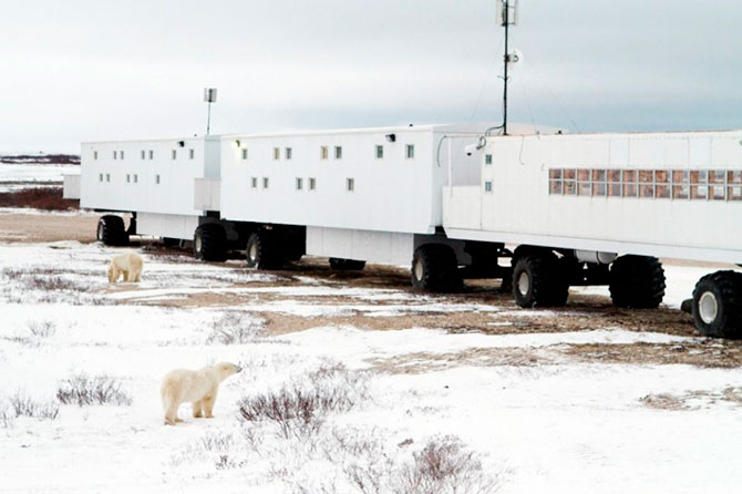 Факты о белых медведях, которые должны знать все Факты о белых медведях, которые должны знать все