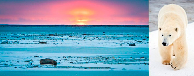 Факты о белых медведях, которые должны знать все Факты о белых медведях, которые должны знать все