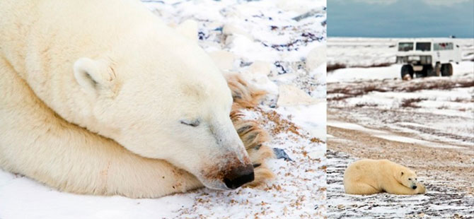 Факты о белых медведях, которые должны знать все Факты о белых медведях, которые должны знать все