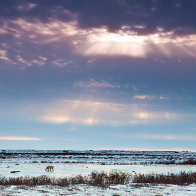 Факты о белых медведях, которые должны знать все Факты о белых медведях, которые должны знать все