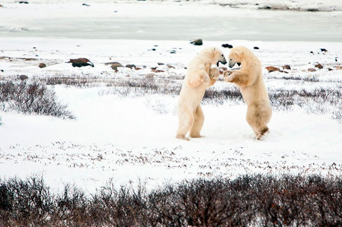 Факты о белых медведях, которые должны знать все Факты о белых медведях, которые должны знать все