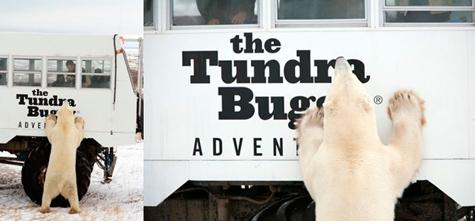 Факты о белых медведях, которые должны знать все Факты о белых медведях, которые должны знать все