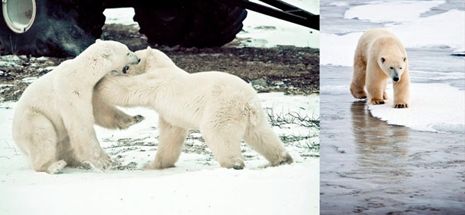 Факты о белых медведях, которые должны знать все Факты о белых медведях, которые должны знать все