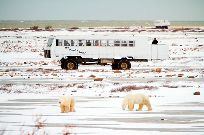 Факты о белых медведях, которые должны знать все Факты о белых медведях, которые должны знать все
