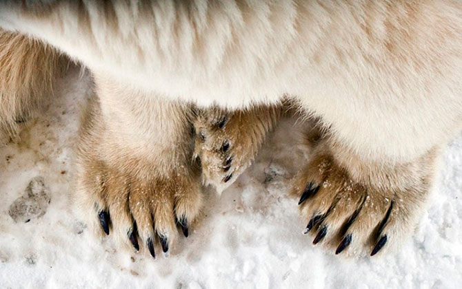 Факты о белых медведях, которые должны знать все Факты о белых медведях, которые должны знать все