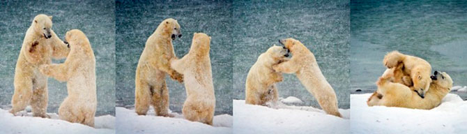 Факты о белых медведях, которые должны знать все Факты о белых медведях, которые должны знать все