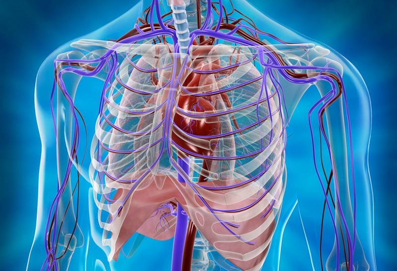 Интересные факты о организме человека