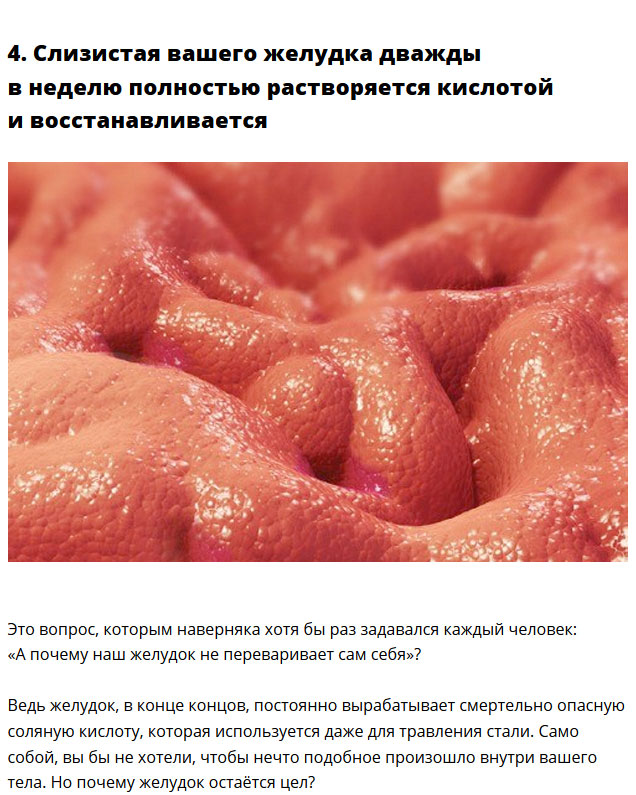 Интересные факты о организме человека