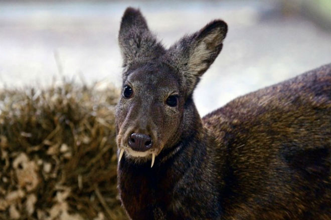 Саблезубые олени