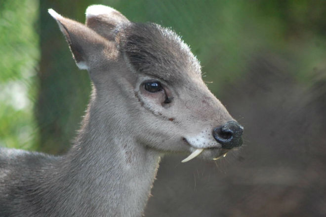 Саблезубые олени