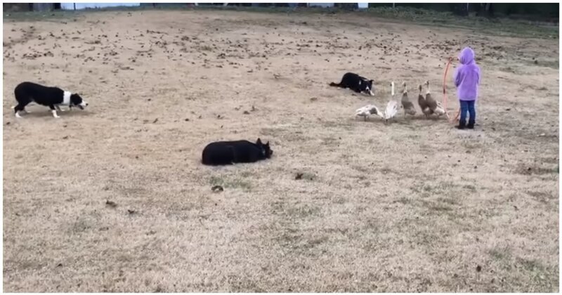 Чудеса дрессировки: настоящее шоу от владельца пастушьих собак