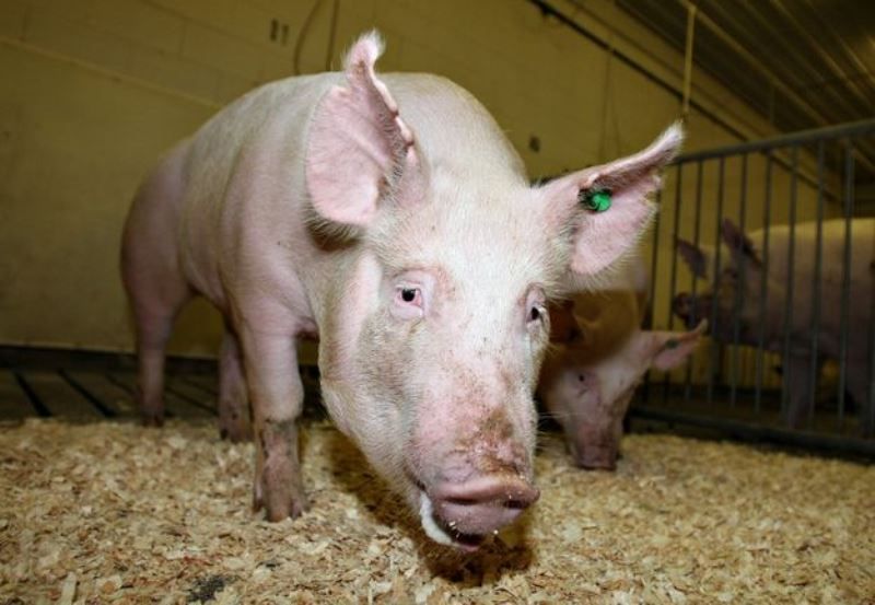 Генетически модифицированные продукты (8 фото)