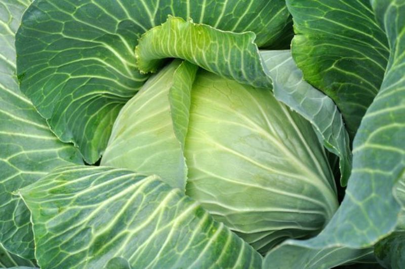 Генетически модифицированные продукты (8 фото)