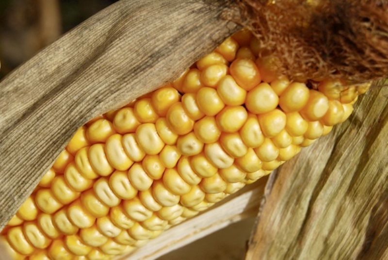 Генетически модифицированные продукты (8 фото)