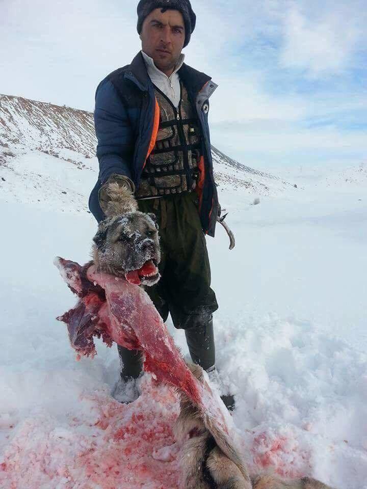 Дагестанцы поймали одного из волков, растерзавших собак