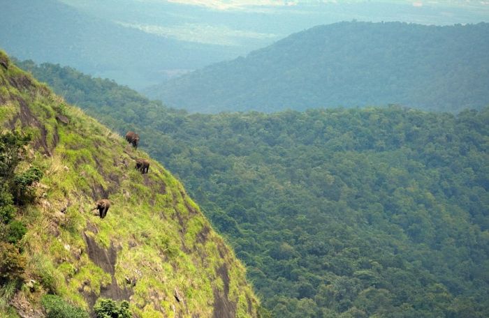 Слоны, пасущиеся высоко в горах Индии