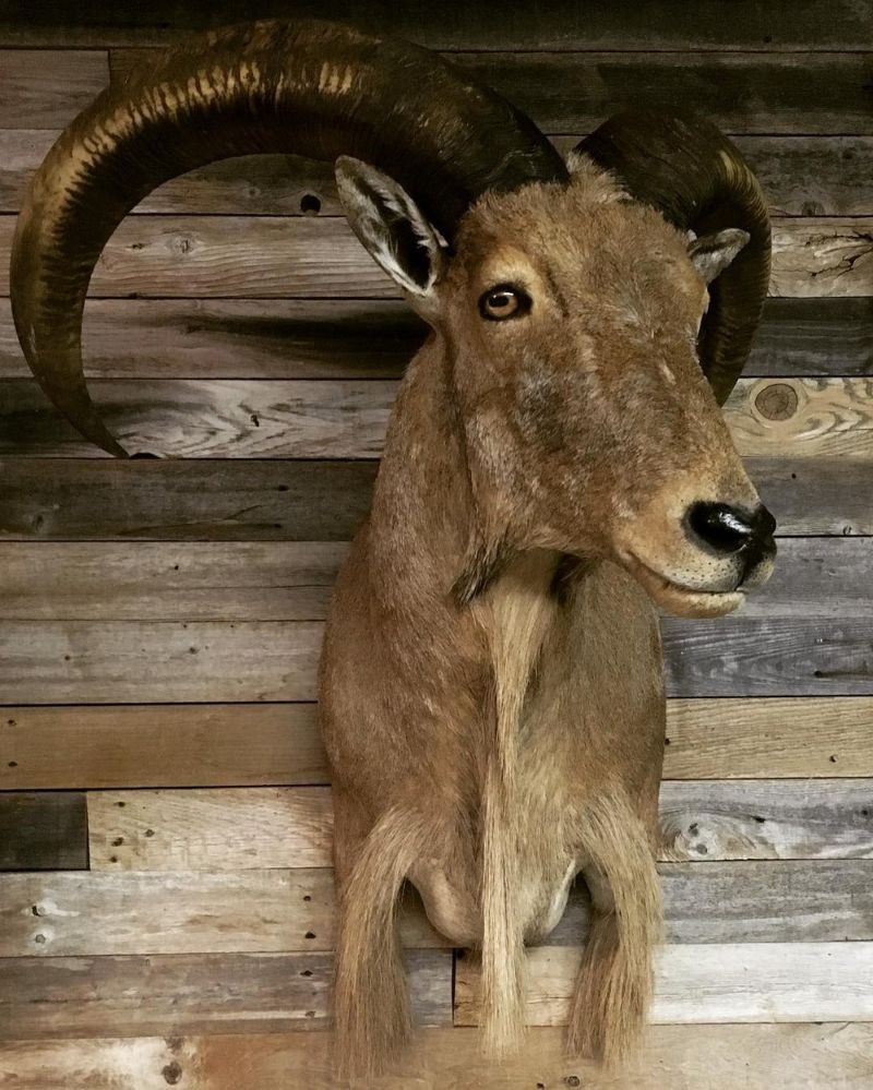 Убийственная красотка, увлекающаяся таксидермией