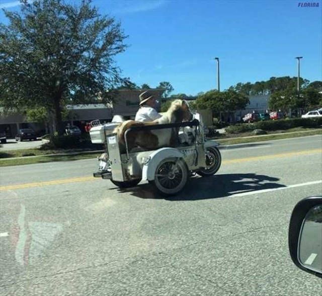 Прикольные картинки