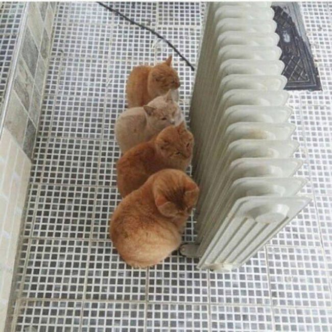 Прикольные картинки